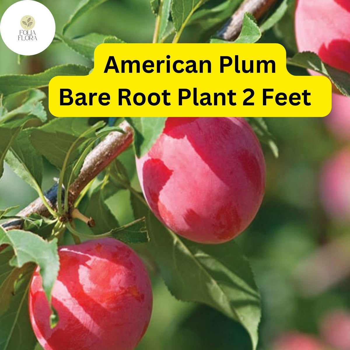 American Plum Tree 2ft Live Fruit Tree - Prunus americana - Edible Plums, Fragrant White Blossoms, Pollinator-Friendly