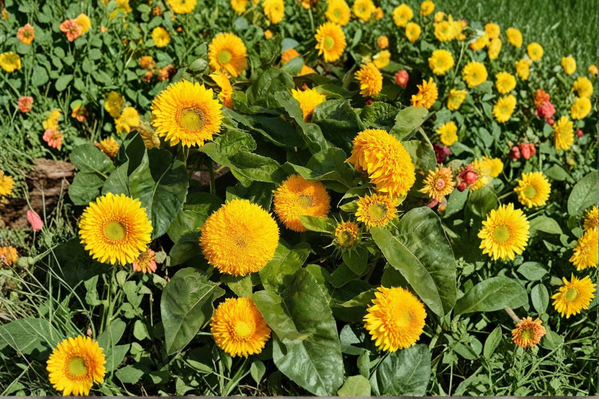 Teddy Bear Dwarf Sunflower Seeds - 15 Fluffy Golden Blooms - Compact Annual Helianthus annuus for Pots & Kids Gardens