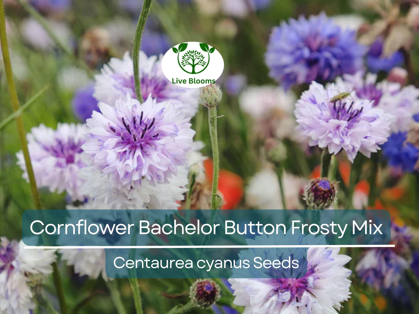 200 Seeds Cornflower Bachelor Button Frosty Mix Heirloom Non-GMO Pollinator-Friendly Blue White Flowers