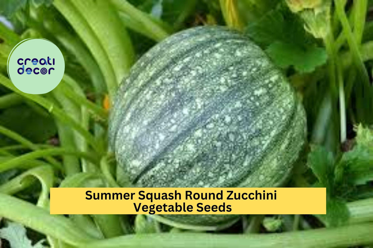 Round Zucchini Seeds - 3pcs 1g Summer Squash, Cucurbita pepo, Ideal for Grilling & Stuffing, Easy to Grow in Any Garden