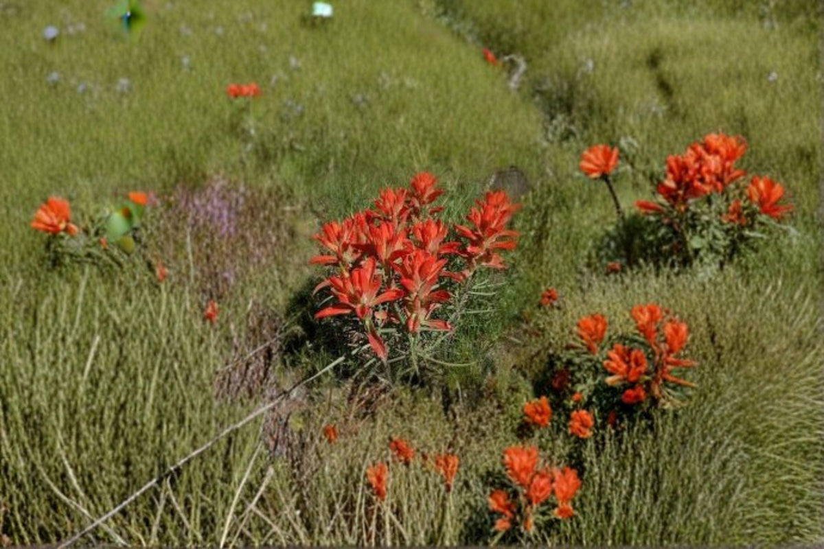 Orange Paintbrush Seeds - 300 Native Wildflower Seeds - Castilleja integra - Southwestern Perennial for Xeriscapes & Meadows