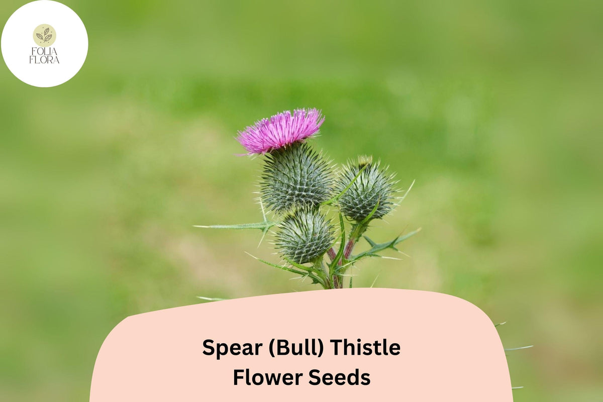 200+ Spear Thistle Seeds | Cirsium vulgare | Purple Flowering Biennial | Pollinator-Friendly Garden Seeds