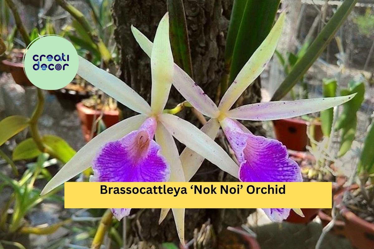 Brassocattleya ‘Nok Noi’ Orchid Plant - 4” Pot - Fragrant White & Pink Hybrid - Brassocattleya Nodosa x Cattleya