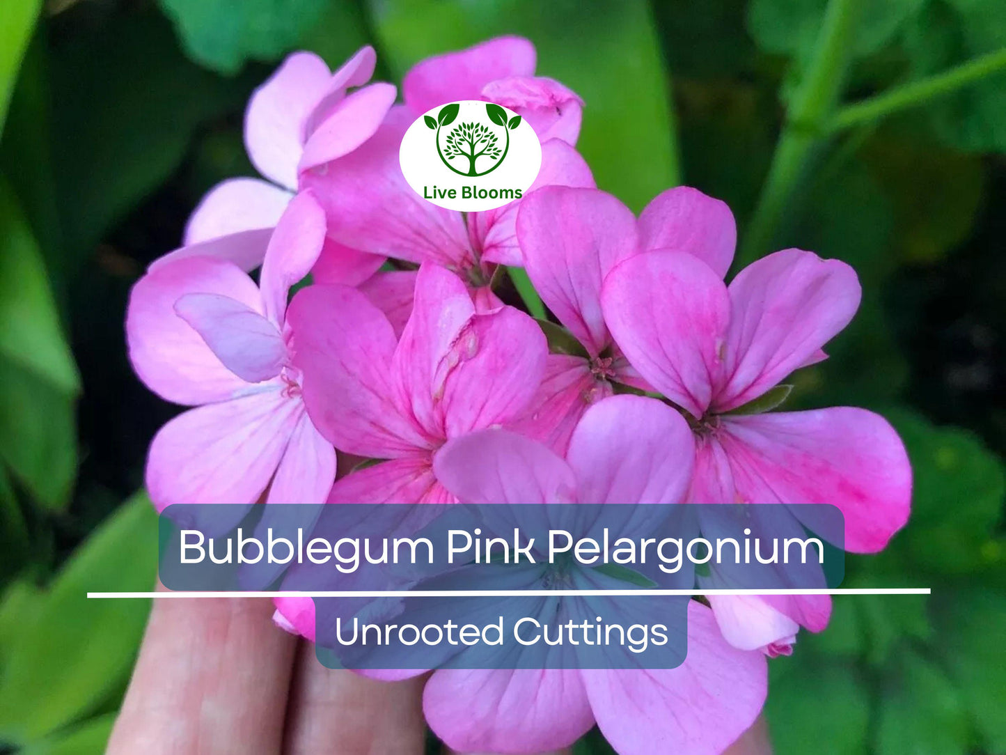 4 Bubblegum Pink Pelargonium Zonal Geranium Unrooted Cuttings - Vibrant Garden & Container Plants