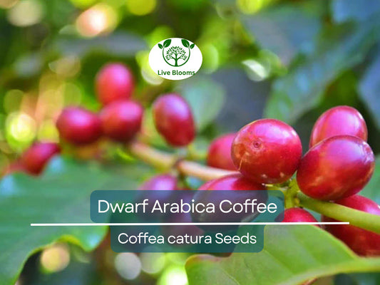 10 Dwarf Arabica Coffee Plant Seeds - Indoor Coffee Bean Tree for Home Gardening