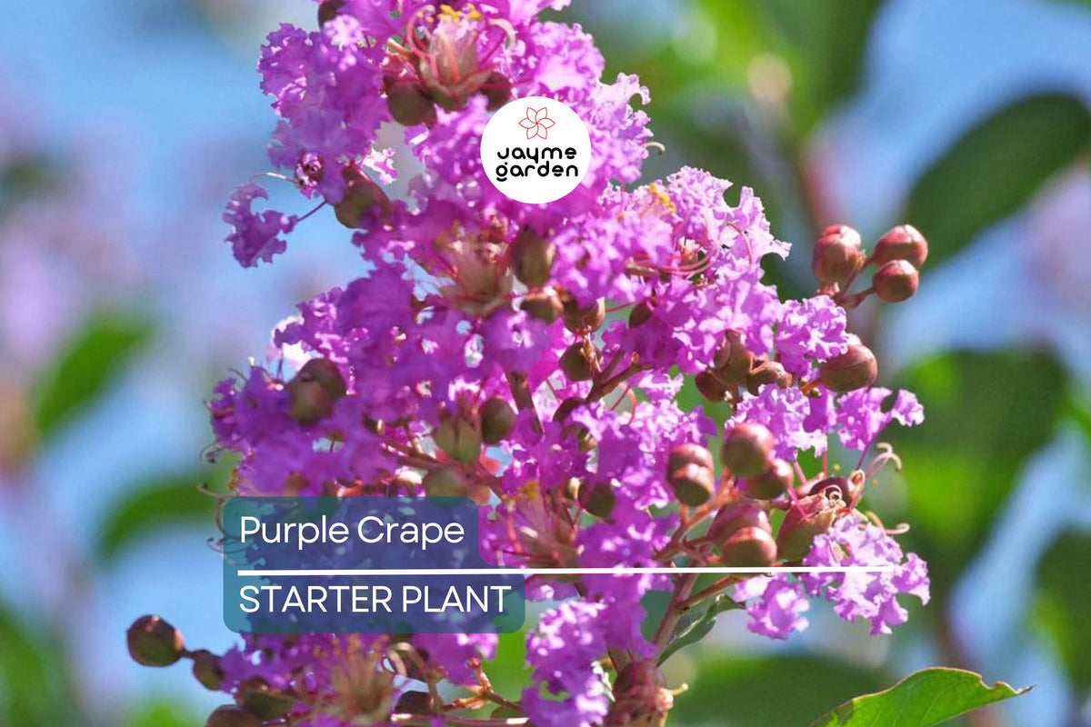 LIVE Purple Crape Myrtle Plants 2+ft | Lagerstroemia indica | Deciduous Garden Trees with Stunning Purple Blooms