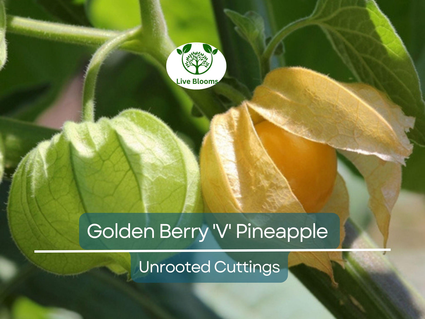 6 Golden Berry 'V' Pineapple Fresh Cuttings for Rooting - Easy to Grow Tropical Physalis peruviana Fruit Plants