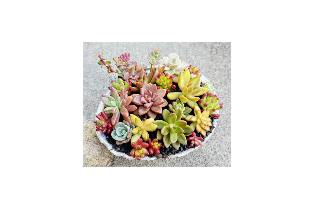 Rosette Succulent Cuttings 10 Assorted Colorful Unrooted Collection - Mixed Genera
