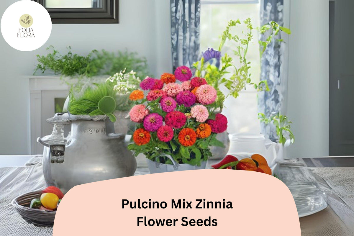 Dwarf Zinnia Seeds - Pulcino Mix - Zinnia elegans - 100+ Colorful Blooms for Pollinator Gardens & Cut Flowers
