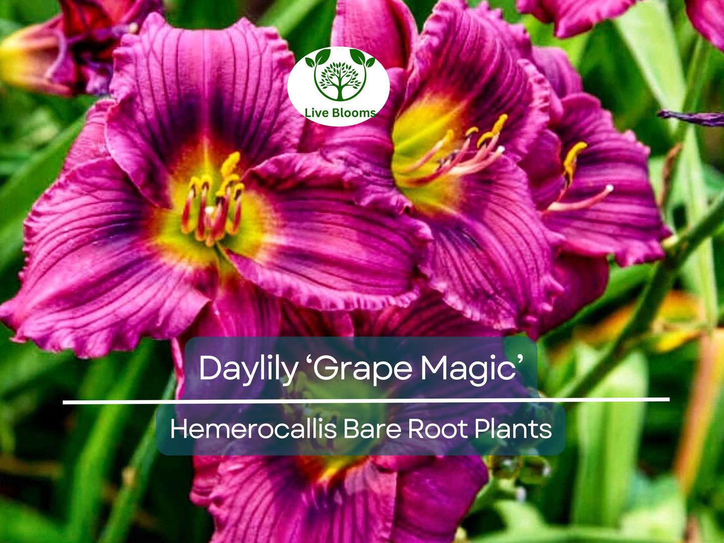 Daylily ‘Grape Magic’ Live Bare Root Plant – Purple Bicolor Summer Bloomer, Hardy Perennial
