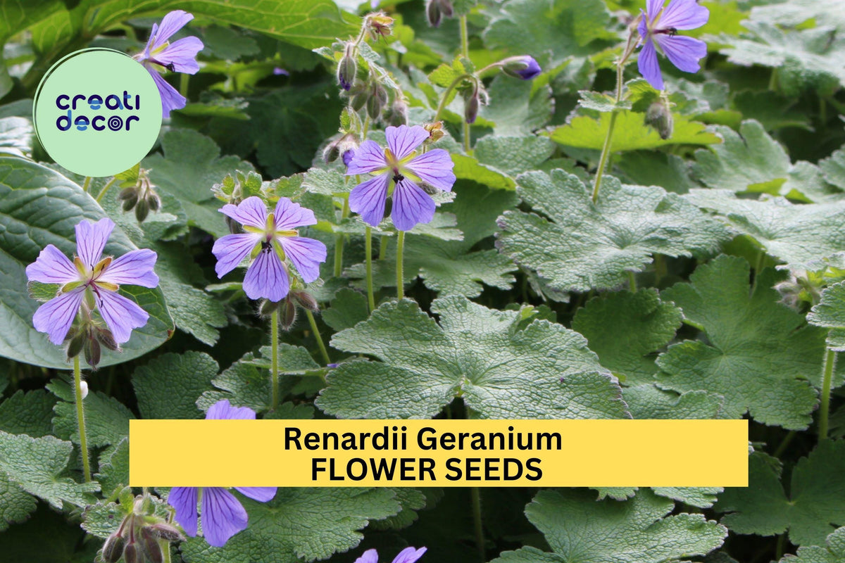 25+ Renardii Geranium Seeds – Drought-Tolerant Perennial with Textured Foliage & Pale Violet Flowers