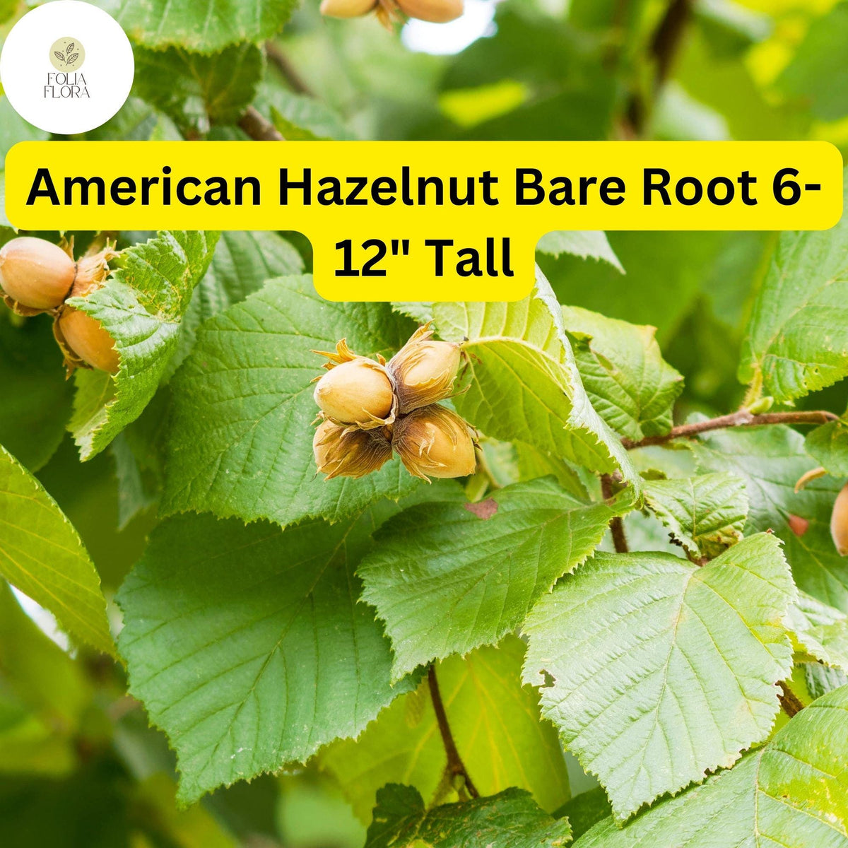 2 Bare Root American Hazelnut Trees, 6-12" Live Trees, Edible Nuts, Corylus americana