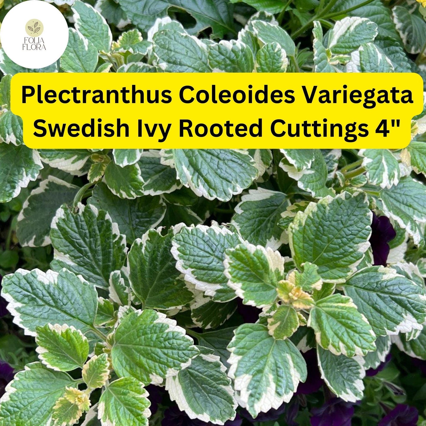 Plectranthus coleoides ‘Variegata’ 3 Rooted Cuttings | Variegated Trailing Swedish Ivy Plant
