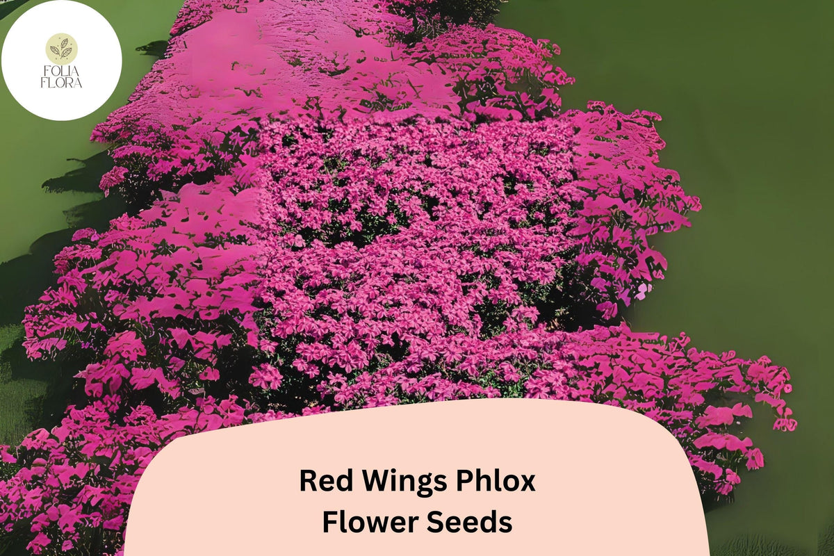 Creeping Phlox Seeds - 100+ Red Wings - Phlox subulata - Vibrant Red Groundcover - Hardy Perennial Flower Seeds for Gardens