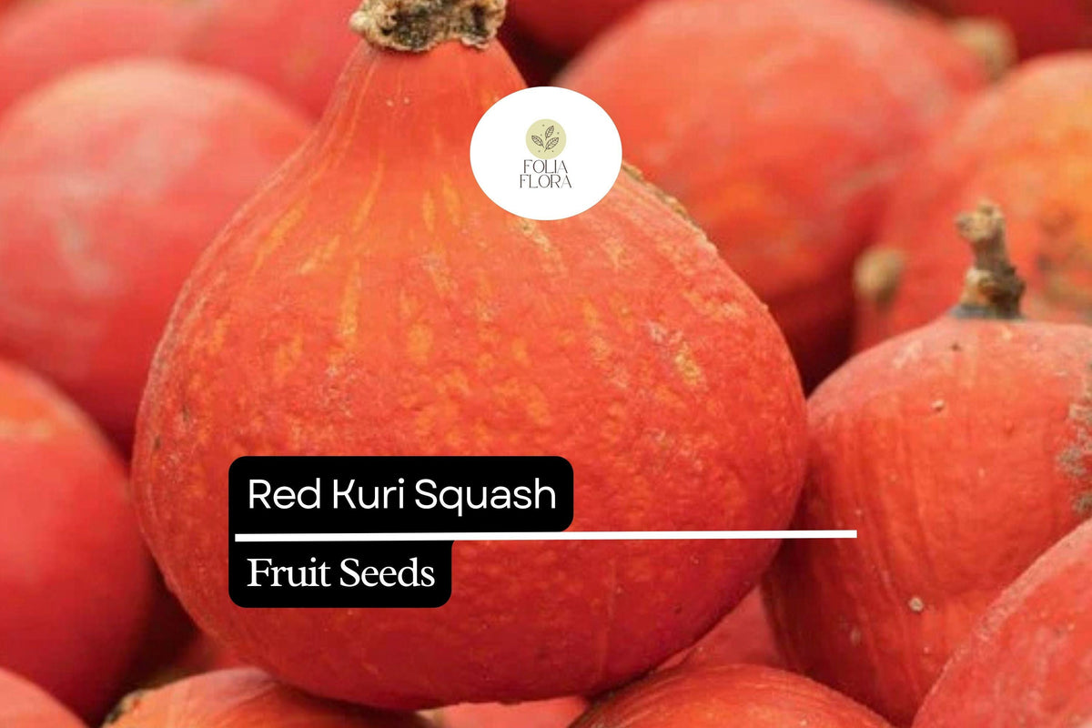 Red Kuri Squash Seeds – 10 Non-GMO Heirloom Seeds (Cucurbita maxima) for Roasting, Baking & Soups – Sweet Nutty Flavor