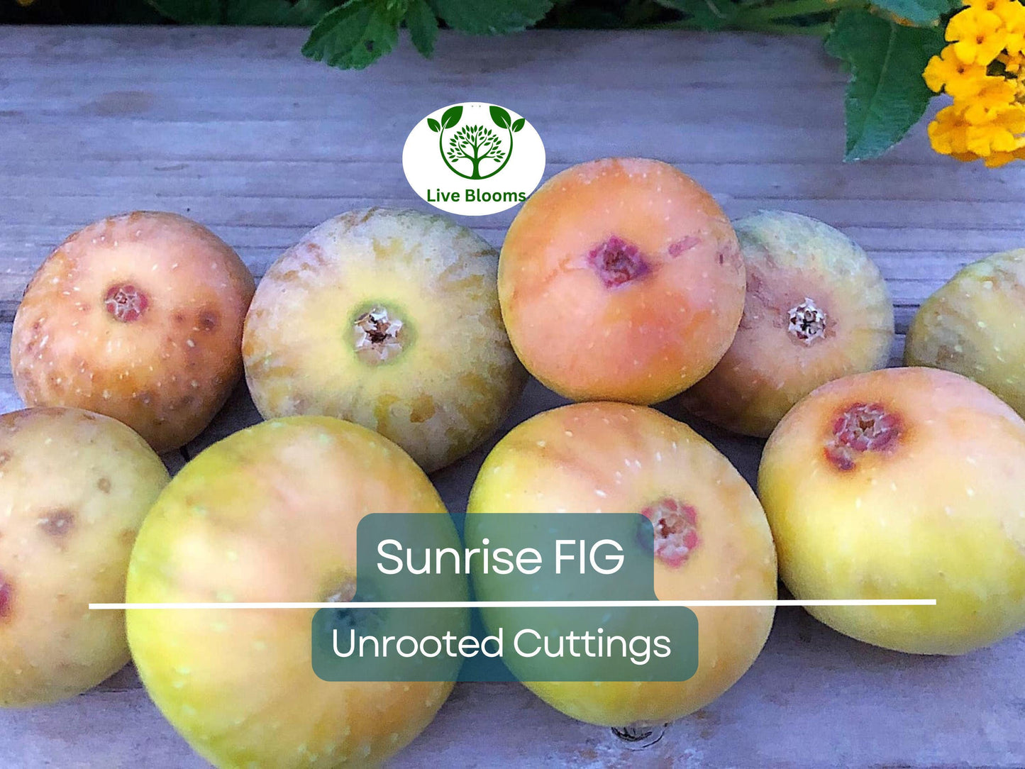 Sunrise Fig Unrooted Cutting 6-8" – Ficus carica Sweet Fig Tree for Home Garden Propagation