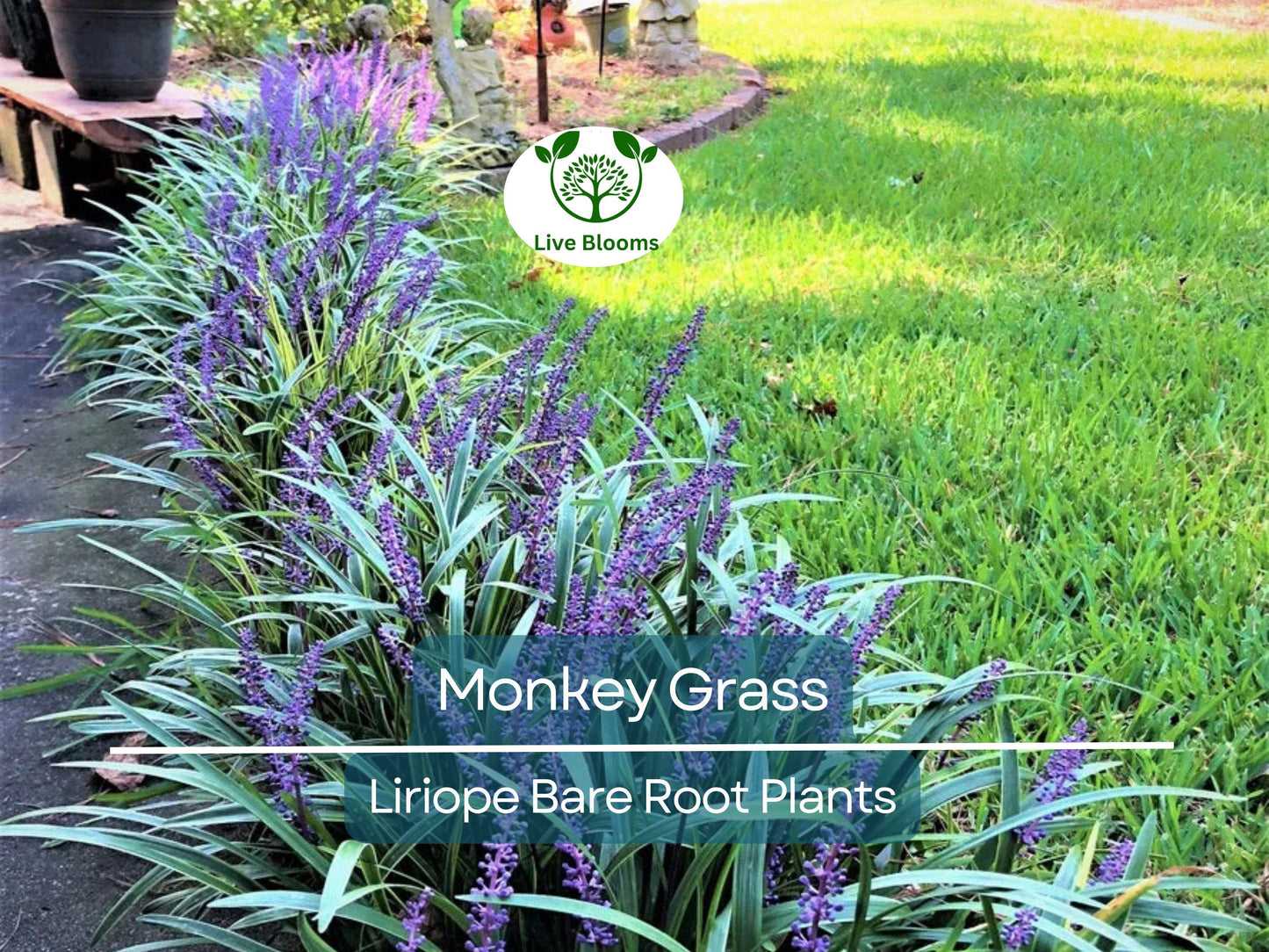 25 Big Blue Liriope spicata Monkey Grass Plants – Hardy Clumping Groundcover for Borders & Edging