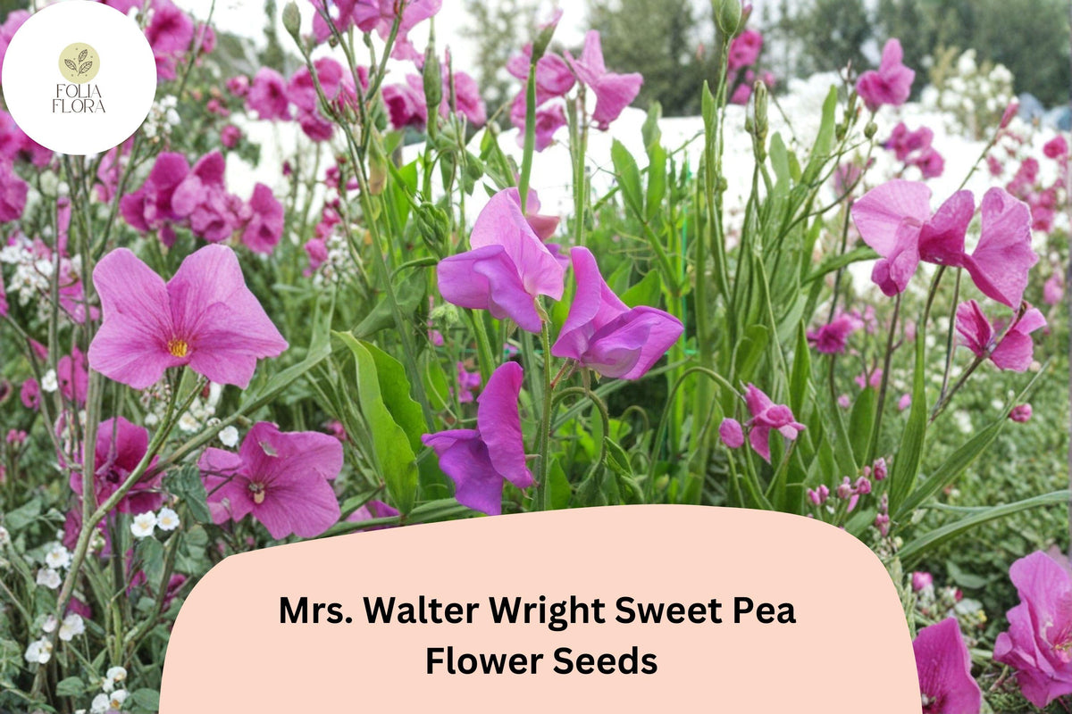 Mrs. Walter Wright Sweet Pea Seeds - 50+ Fragrant Pink Climbing Flowers for Garden Trellis | Lathyrus odoratus
