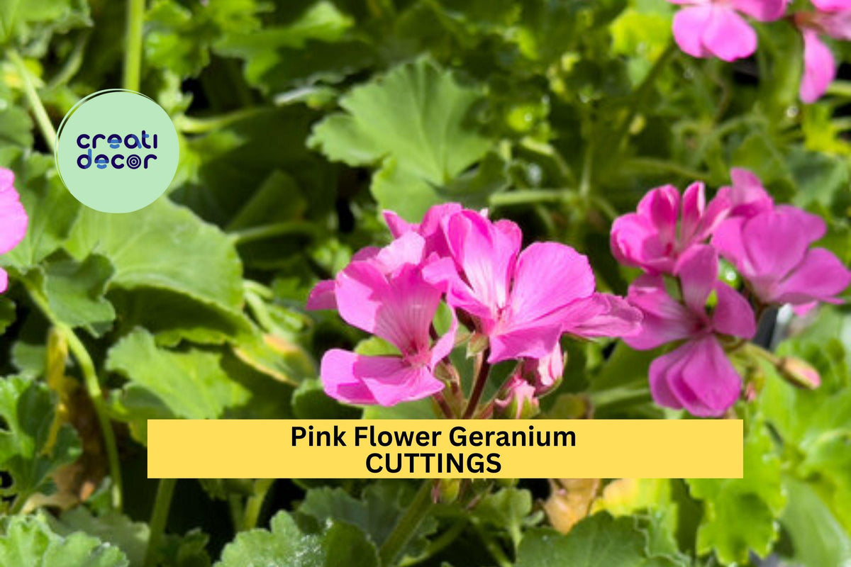 30 Pink Geranium Cuttings – 6" Unrooted Pelargonium Stems for Hardy Fragrant Flowering Plants