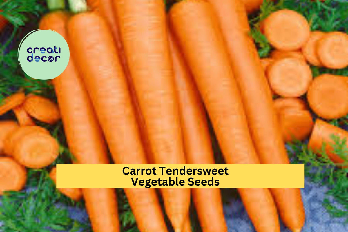 Tendersweet Carrot Seeds 3pcs 500mg Bright Orange Daucus carota subsp. sativus for Garden Beds, Containers, or Raised Rows