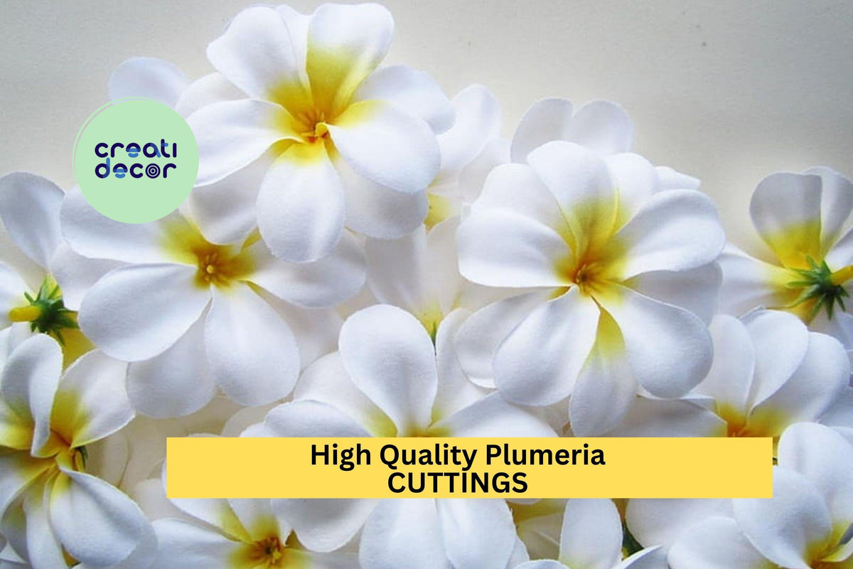 High Quality White Plumeria Cuttings 8-12" | Fragrant Tropical Flowers for Garden & Patio