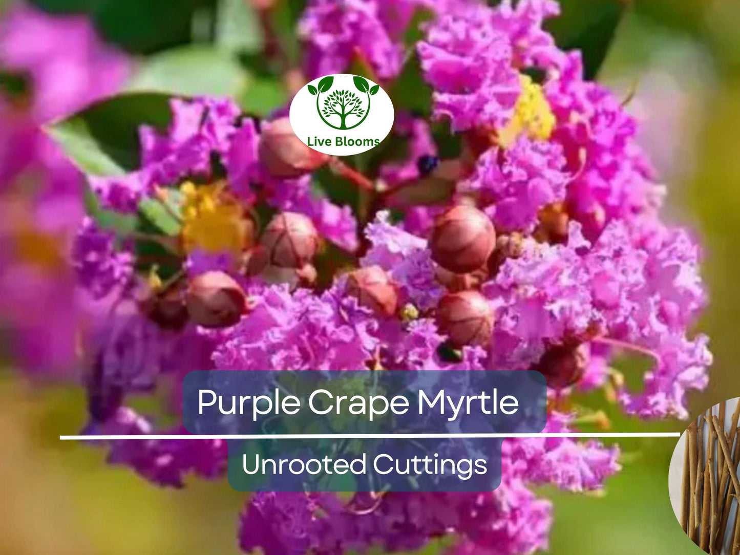 8 Purple Crape Myrtle Unrooted Cuttings 6-8" - Lagerstroemia indica with Light Purple Blooms, Easy to Root