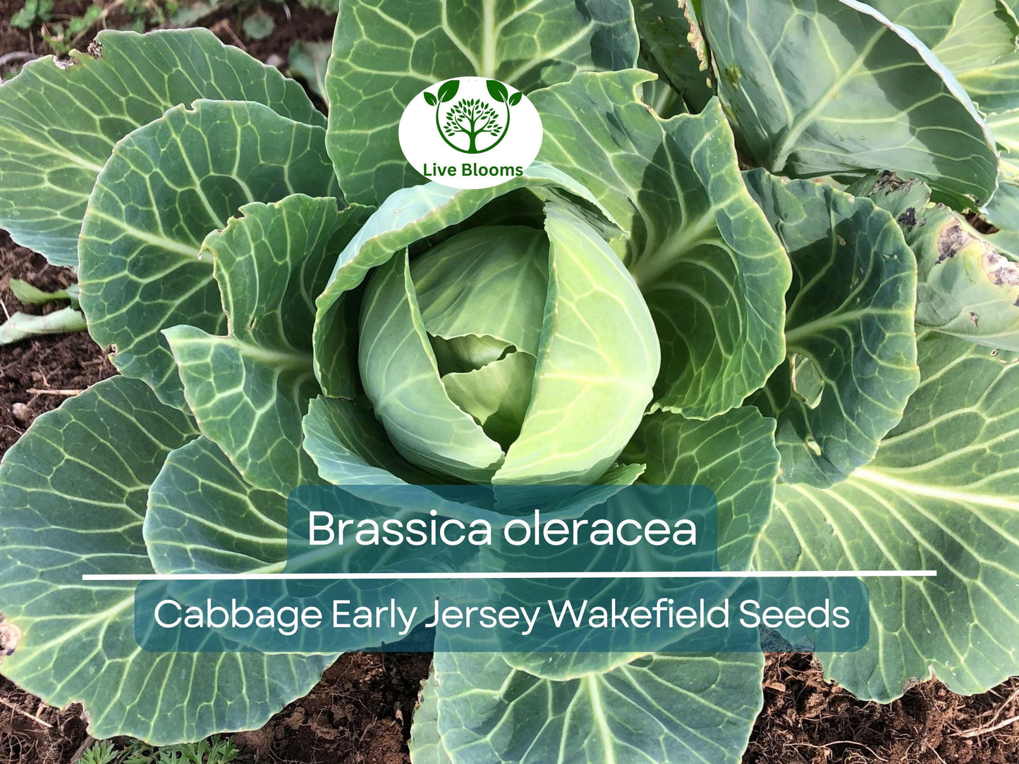 250 Seeds Cabbage Early Jersey Wakefield - Heirloom Brassica oleracea for Early Crisp Harvests