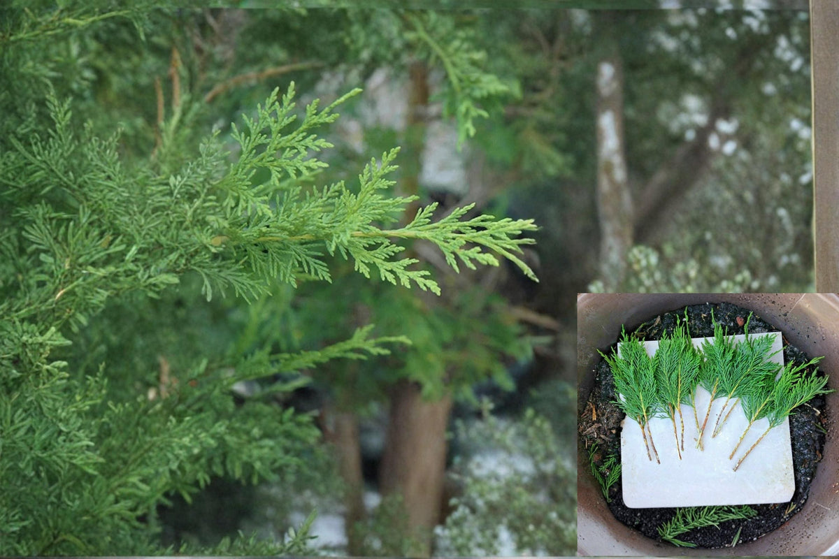 Grey Owl Spreading Juniper Cuttings 5-7" Unrooted Evergreen Shrub (Juniperus virginiana) - 10 Fresh Cuttings for Propagation
