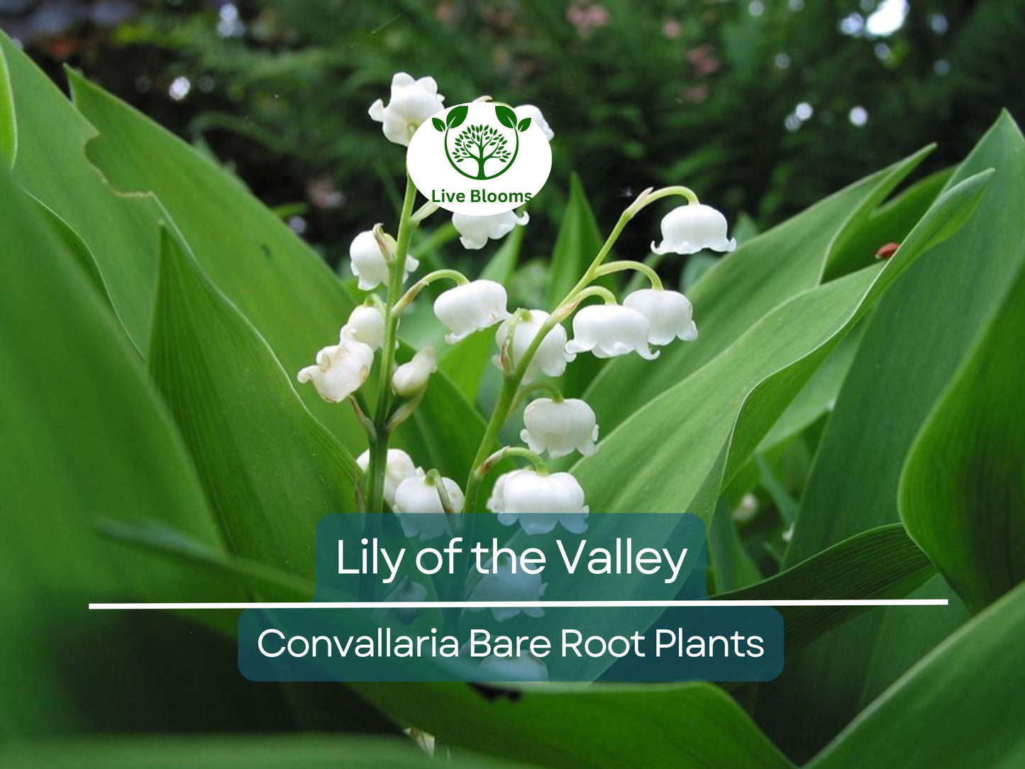 12 Live Bare Root Lily of the Valley Plants – Fragrant White Flowers, Shade-Loving Perennial Ground Cover