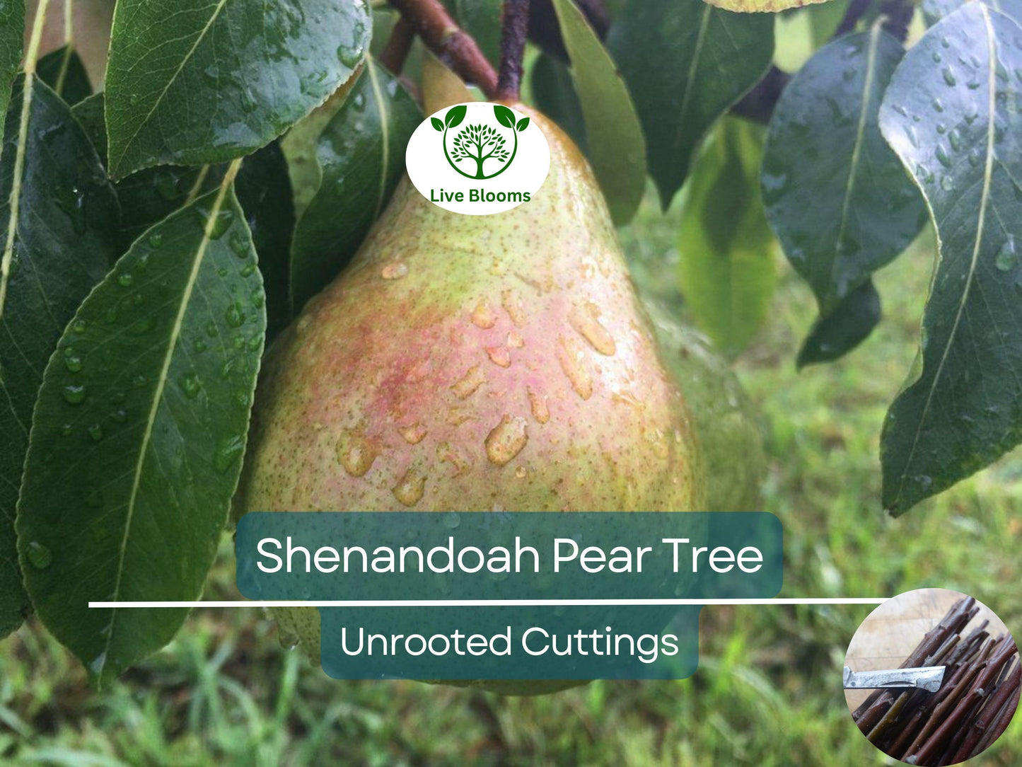 3 Shenandoah Pear Tree Scions 10-12 Inch Unrooted Cuttings for Grafting & Rooting - Pyrus communis Sweet Fruit Tree