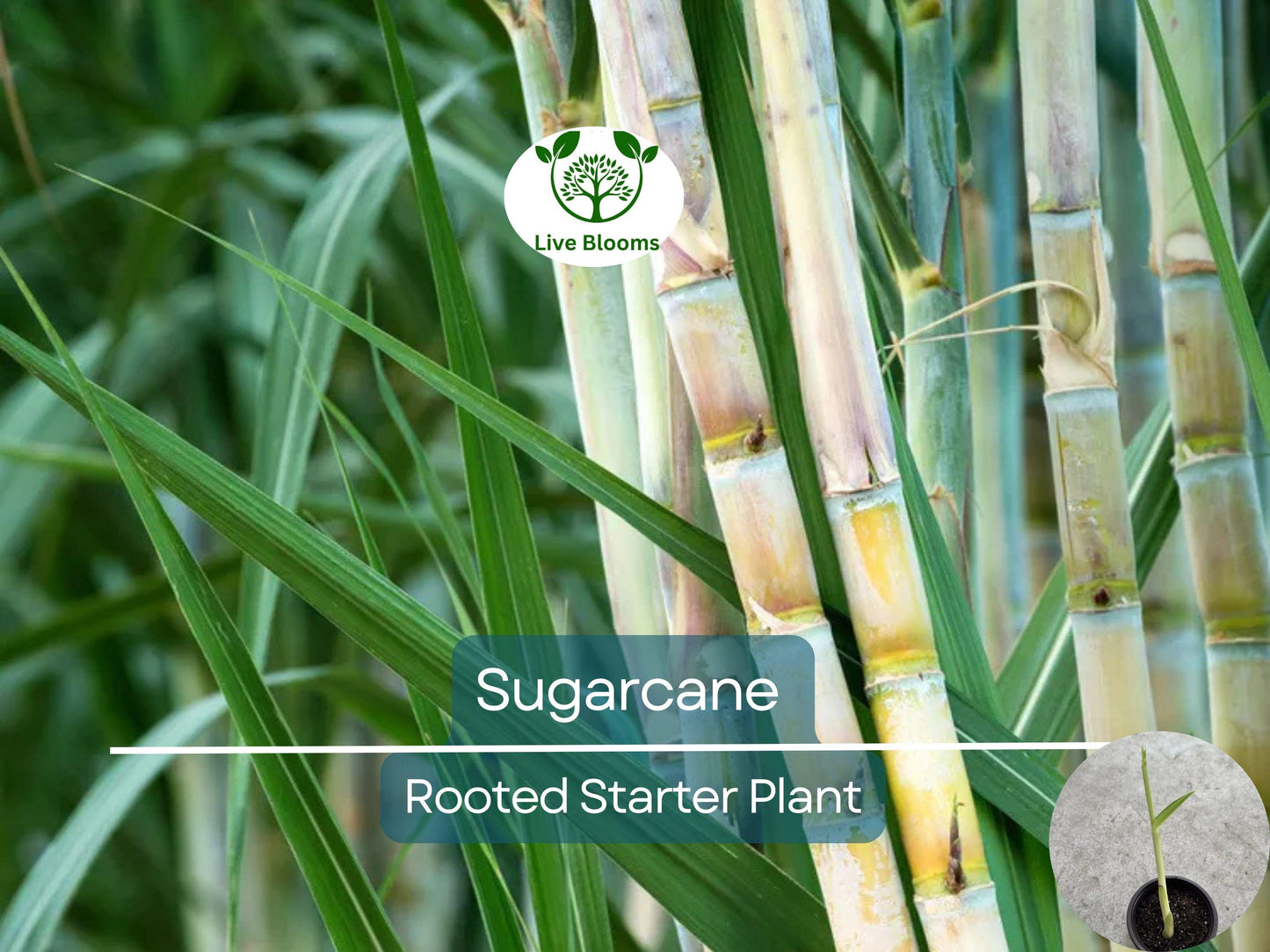 Rooted Sugarcane Plant 8" - Sweet Juicy Cutting Ready to Plant, Easy to Grow Saccharum officinarum