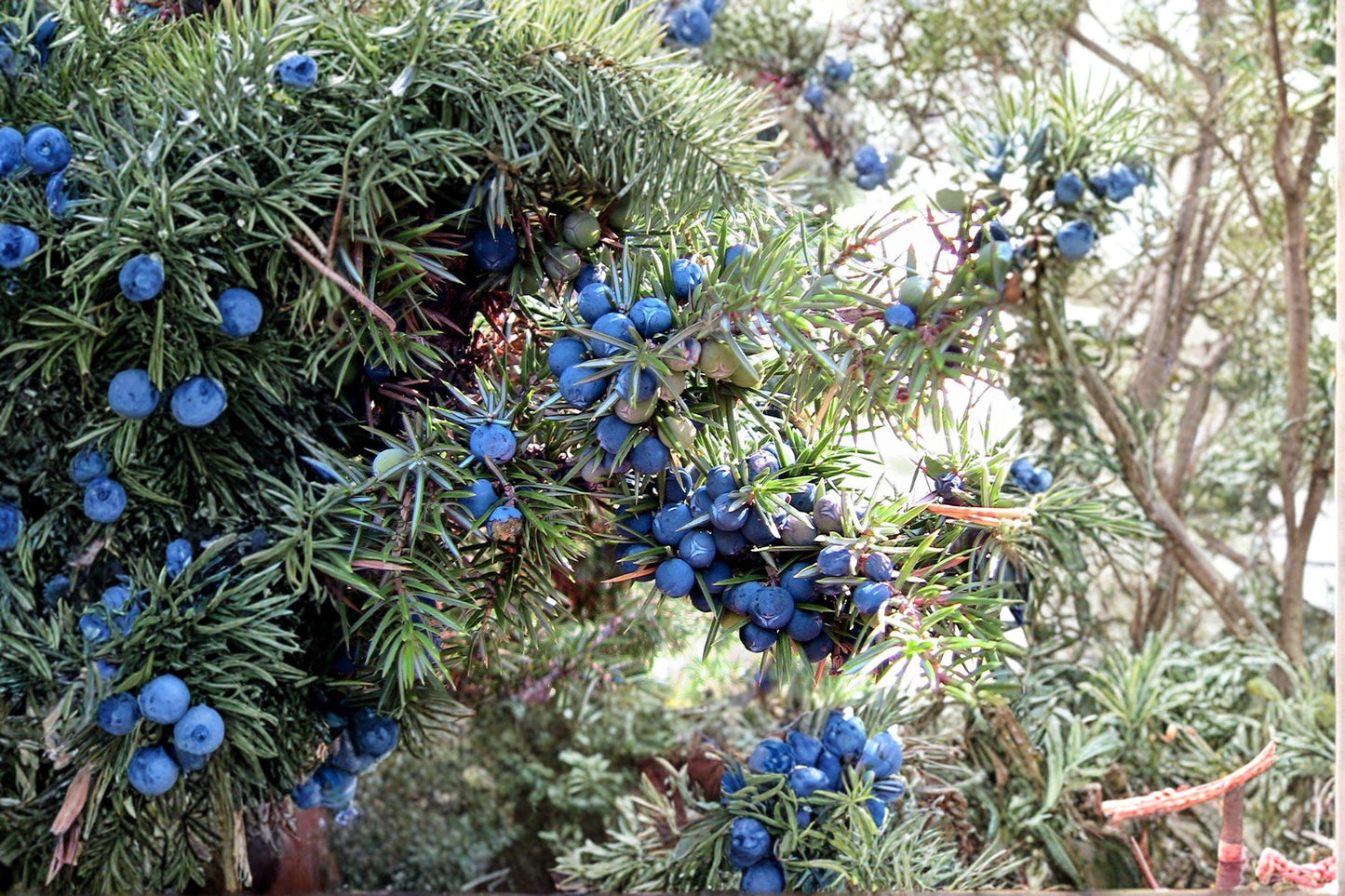 25 Common Juniper Seeds – Juniperus communis Evergreen Shrub or Small Tree, Blue Berry Cones, Hardy Bonsai Seeds