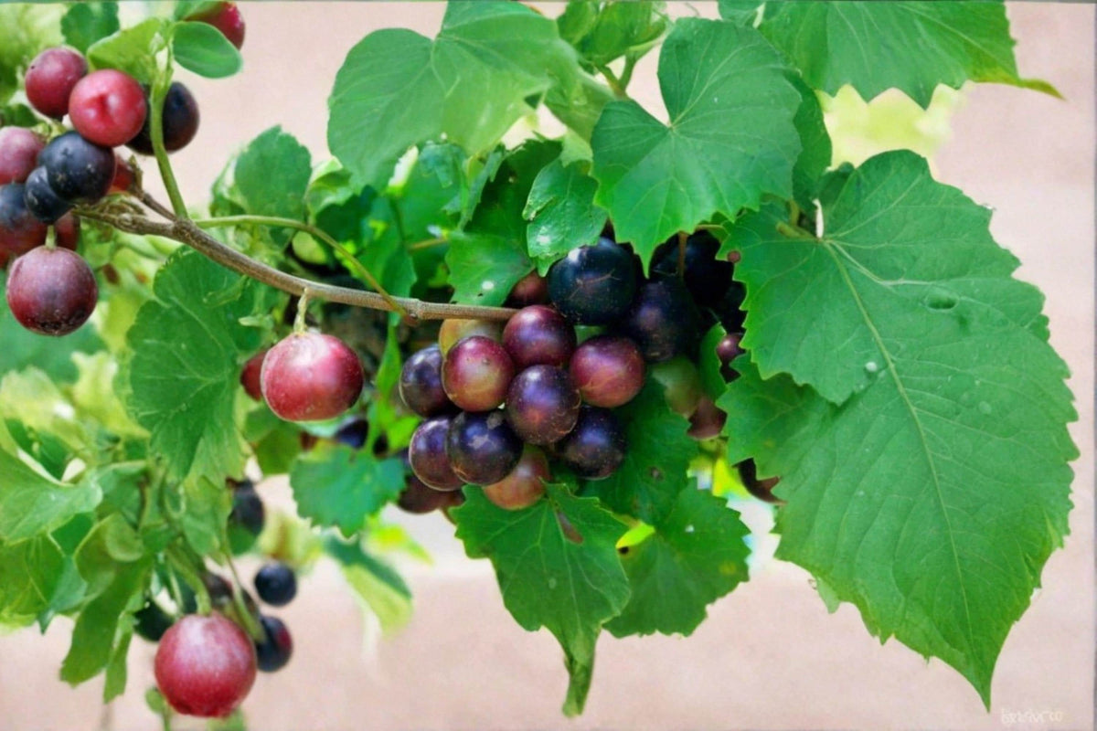 Muscadine Grape Cuttings 10 Unrooted Vines 5 Male 5 Female Vitis rotundifolia for Propagation
