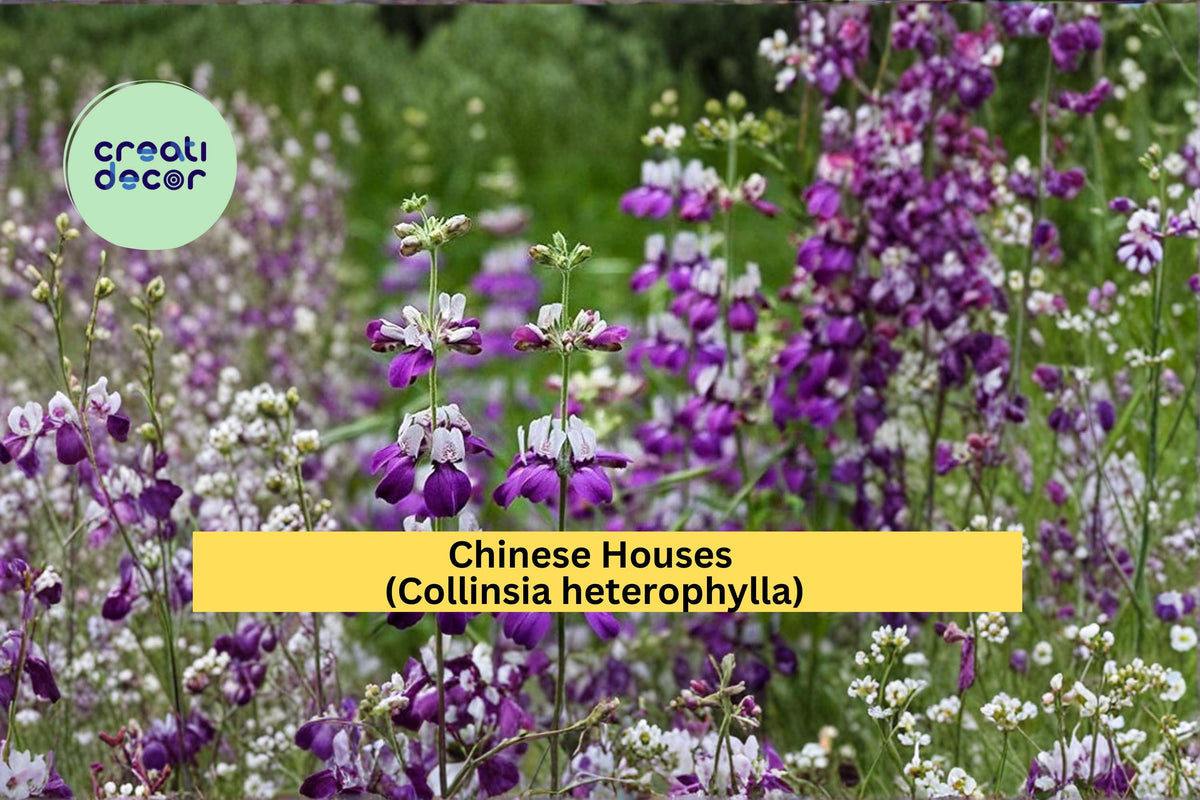 Chinese Houses Seeds 100 Count - Colorful Spring Wildflower (Collinsia heterophylla) for Cottage Gardens and Borders