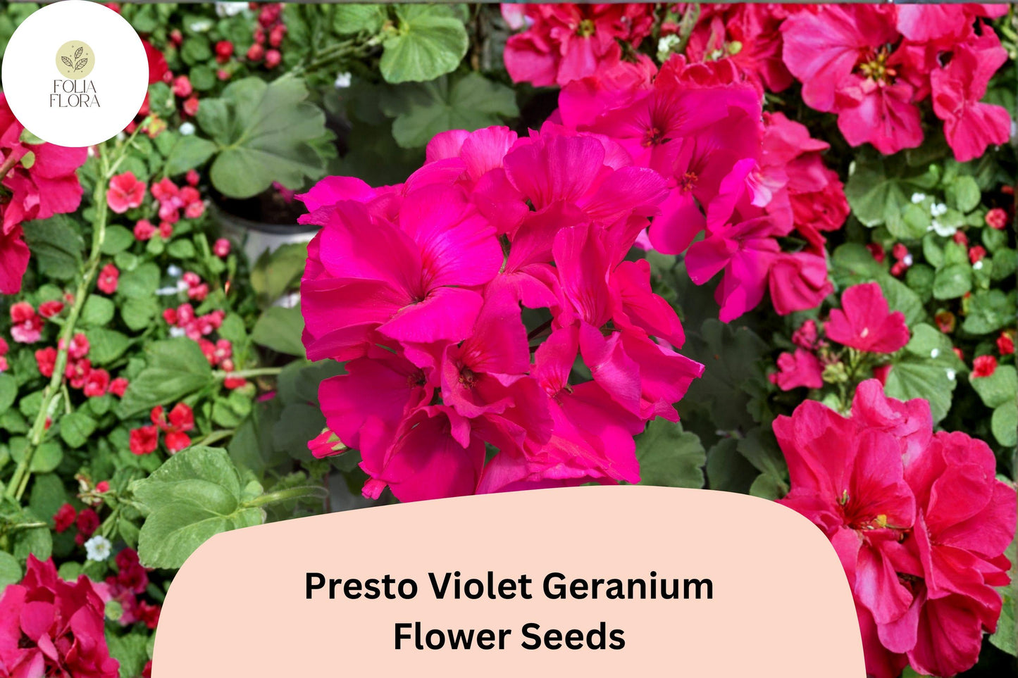 25+ Presto Violet Geranium Seeds | Compact Zonal Geranium with Violet Blooms for Gardens & Containers