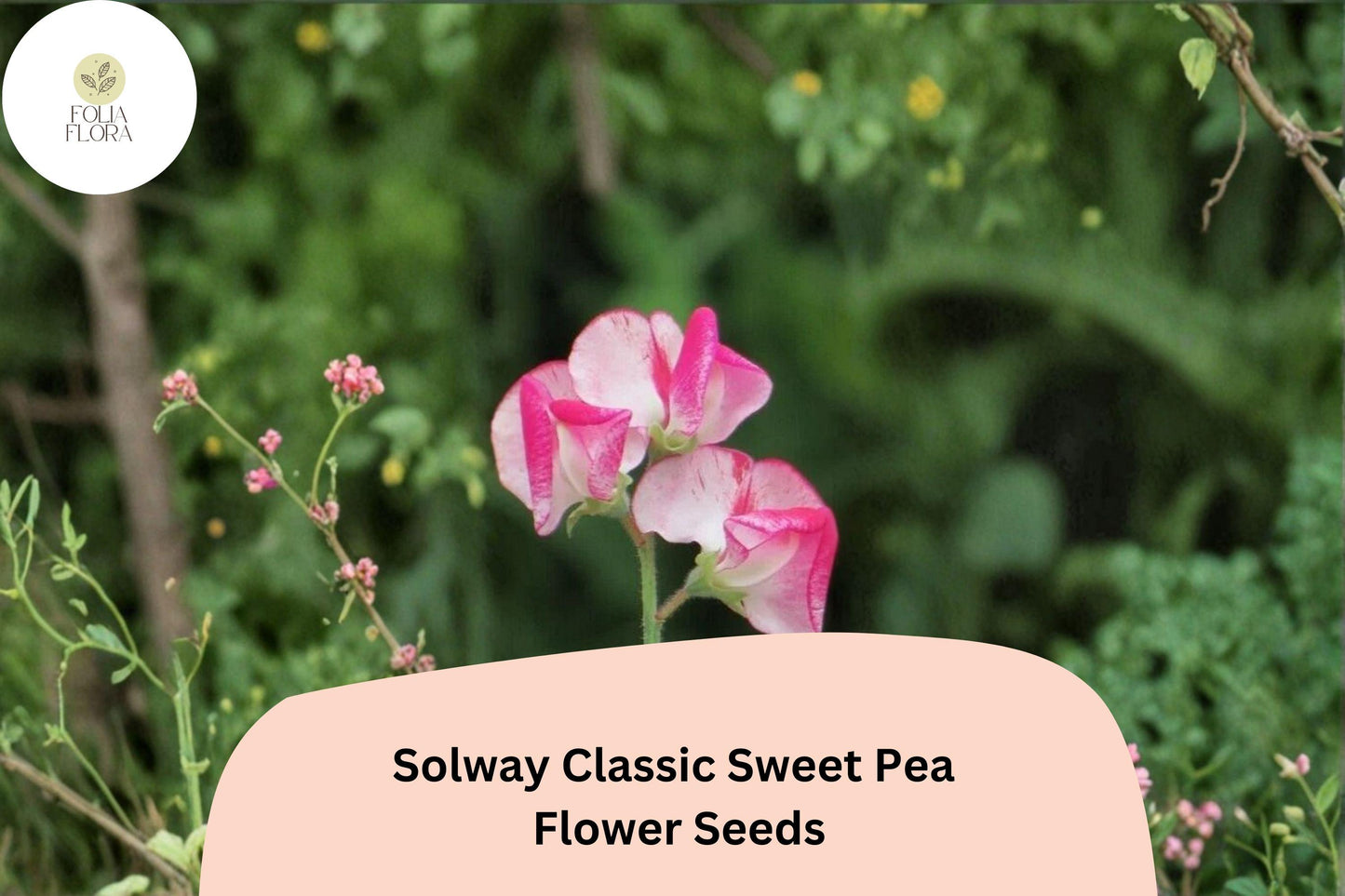 50+ Solway Classic Semi-Dwarf Sweet Pea Seeds | Soft Pastel Climbing Flowers for Small Gardens