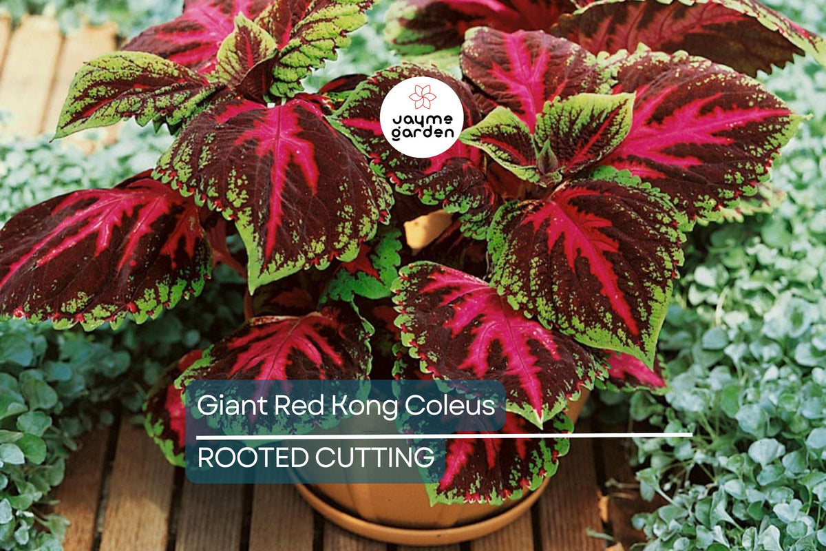 Rooted Giant Red Kong Coleus Plant | Vibrant Red Foliage | Solenostemon scutellarioides | Indoor/Outdoor Tropical Plant
