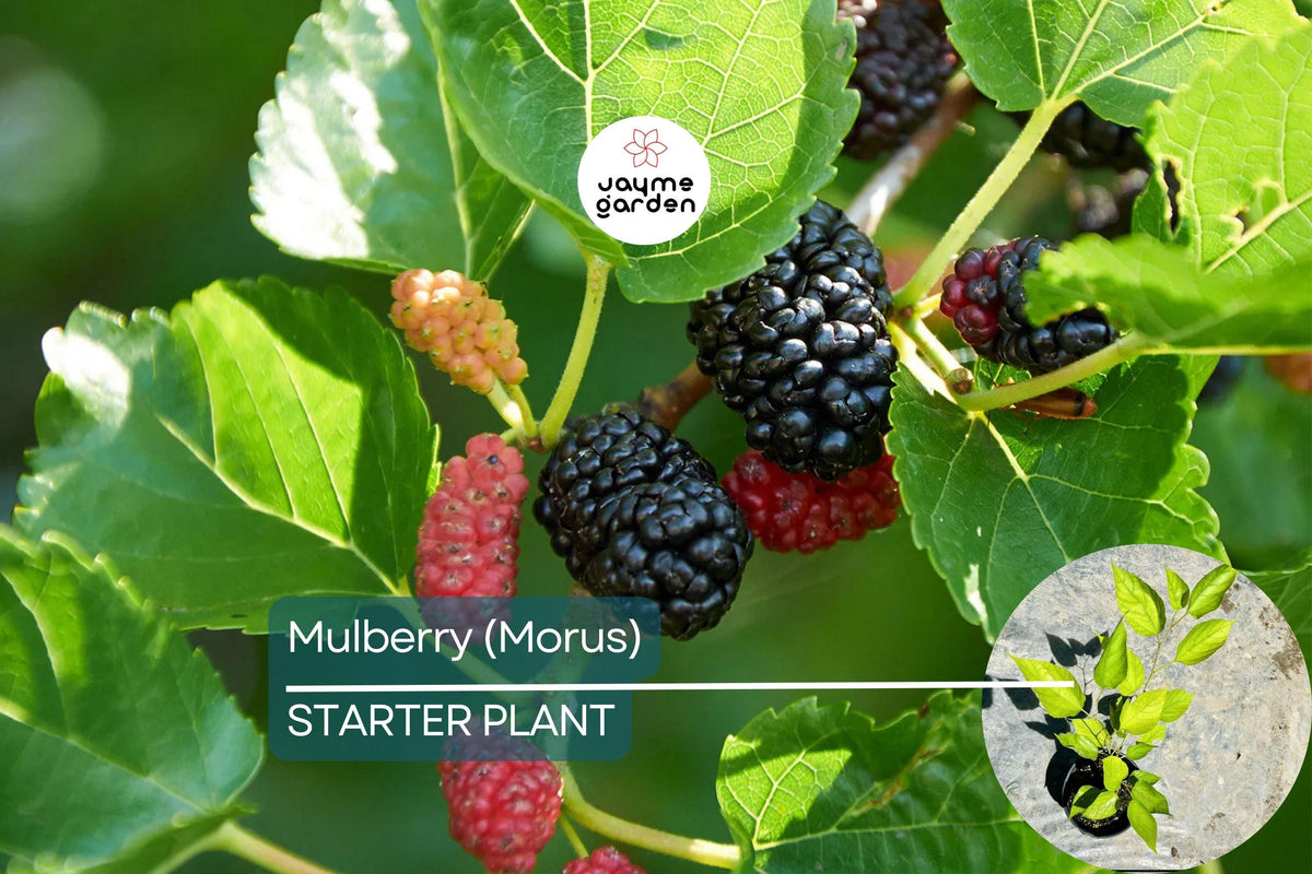 Mulberry Tree Live Starter 1'-2' Sweet Berries Morus | Fast-Growing Tropical Fruit Tree for Garden & Patio | Easy to Grow