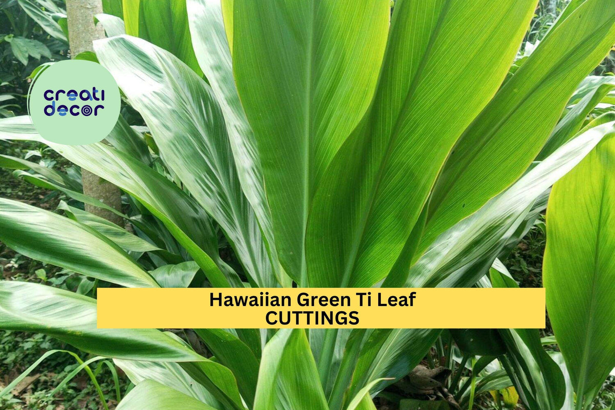 3 Green Ti Leaf Cuttings | 6" Hawaiian Cordyline fruticosa Starter Logs | Tropical Indoor Foliage Plant