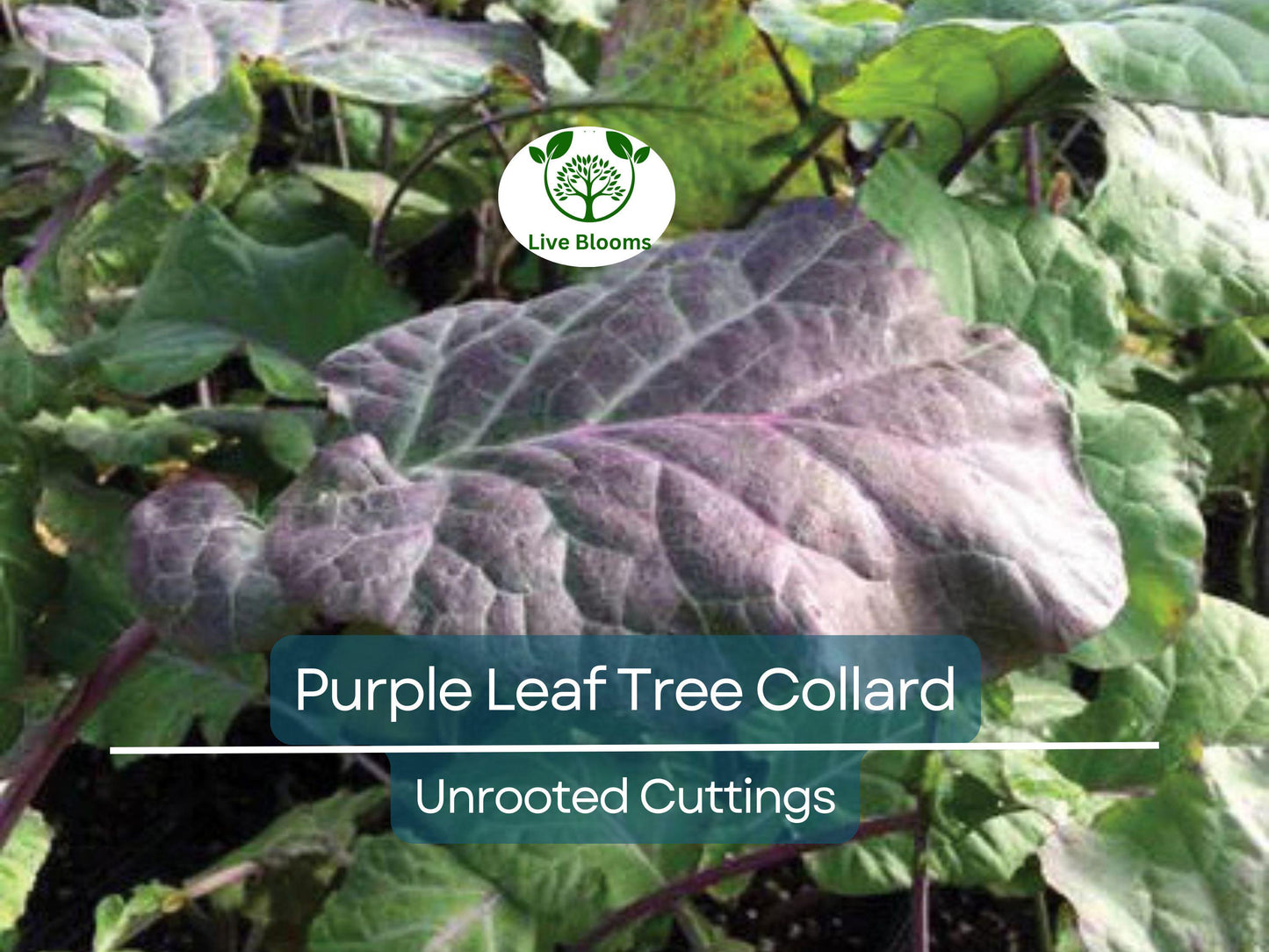 Purple Leaf Tree Collard Unrooted Cutting 6-8" | Brassica oleracea Edible Plant with 4 Leaf Nodes