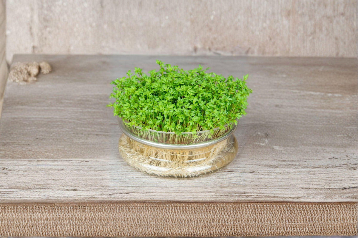 Curled Cress Seeds – 800 Pepper Cress Seeds | Fast-Growing Microgreens | Lepidium sativum | Spicy Flavor for Home Gardens