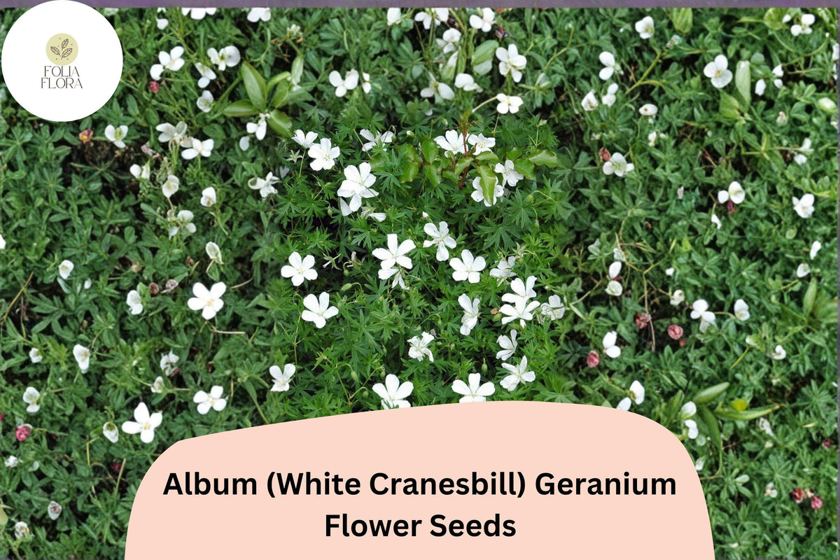 25+ Album White Cranesbill Geranium Seeds | Hardy Perennial with White Blooms for Garden Borders