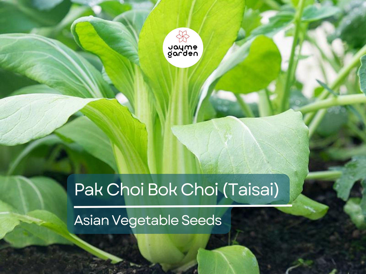500mg Pak Choi Seeds - Heirloom Non-GMO Bok Choi Taisai - Fast-Growing Asian Greens for Stir-Fries, Soups & Salads - Brassica rapa var. chinensis