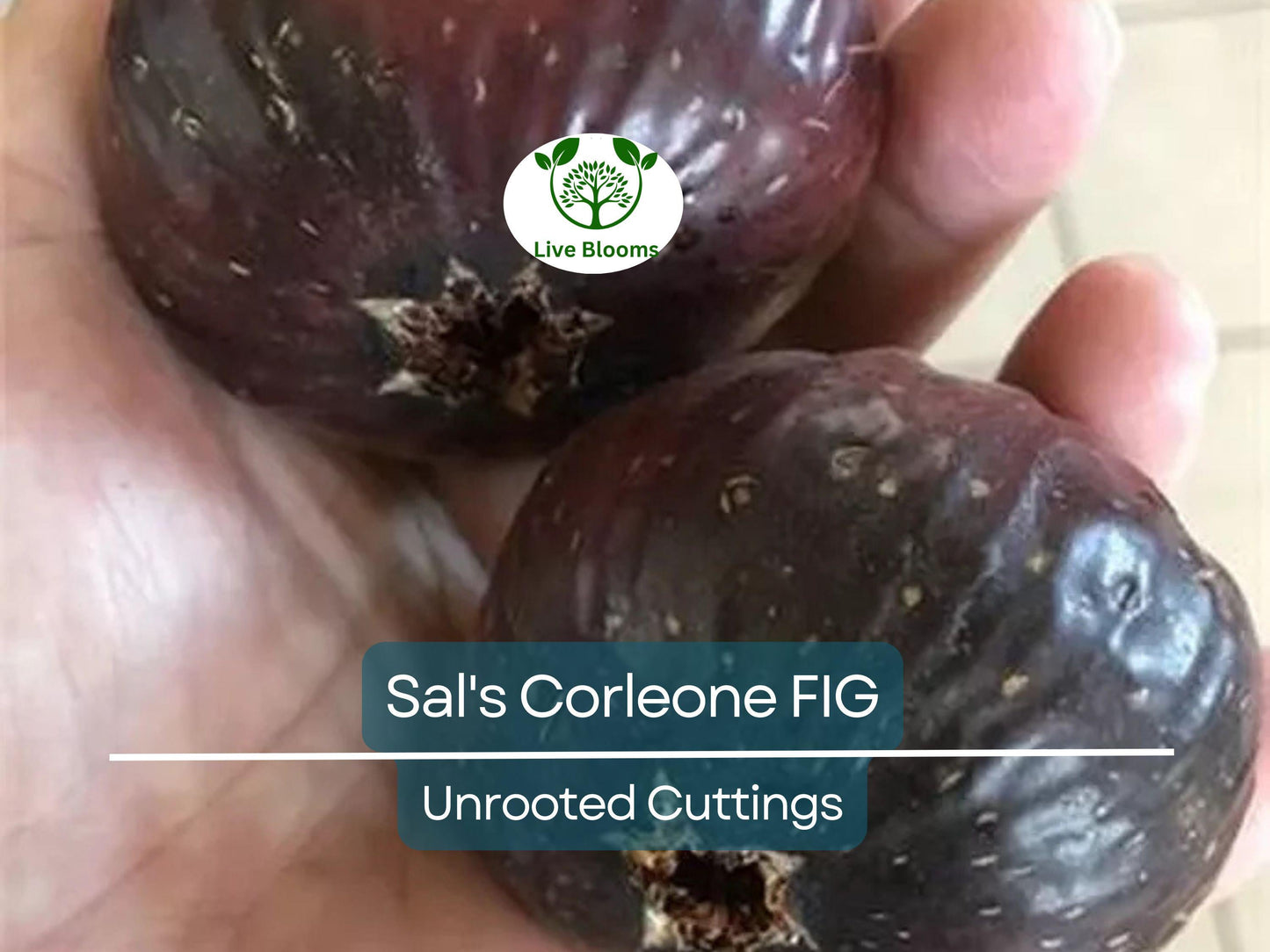 Sal's Corleone Fig Unrooted Cutting - 8 Inch, 3+ Nodes, Premium Ficus carica for Propagation