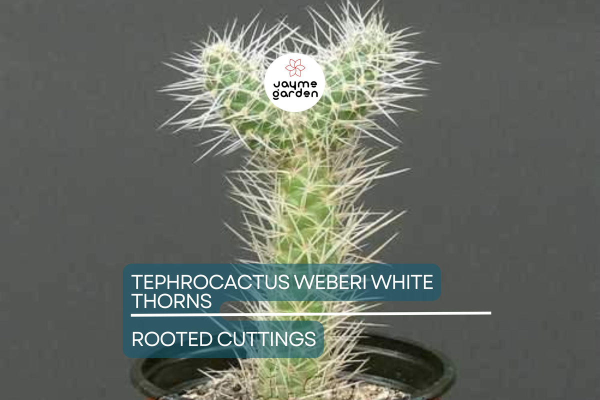 7 Rooted Cactus Cuttings - Tephrocactus Weberii - White Thorns - Rare Collector's Specimen - Hardy Indoor Plant