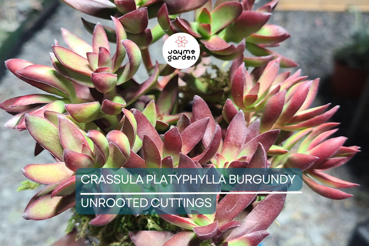 3 Unrooted Succulent Cuttings - Crassula Platyphylla Burgundy - Color-Changing Foliage - Easy to Root - 1.5" Diameter