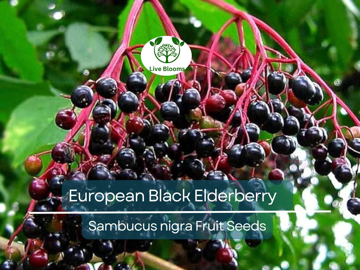 80 European Black Elderberry Seeds, Edible Fruit, High Yield, Sambucus nigra, Garden Starter, Perfect for Home Gardens