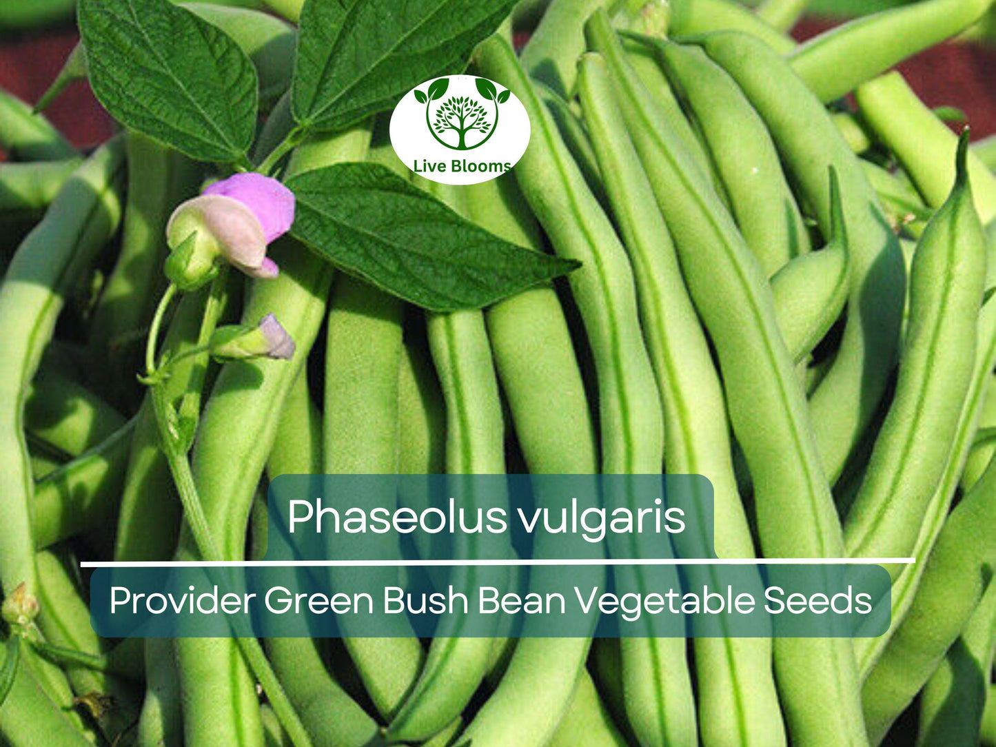 20 Seeds Provider Green Bush Bean - Heirloom Phaseolus vulgaris for Home Gardening & Fresh Harvest