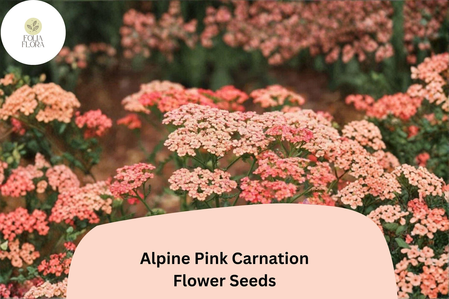 200+ Apricot Delight Carnation Seeds | Fragrant Apricot Blooms for Borders & Cut Flowers