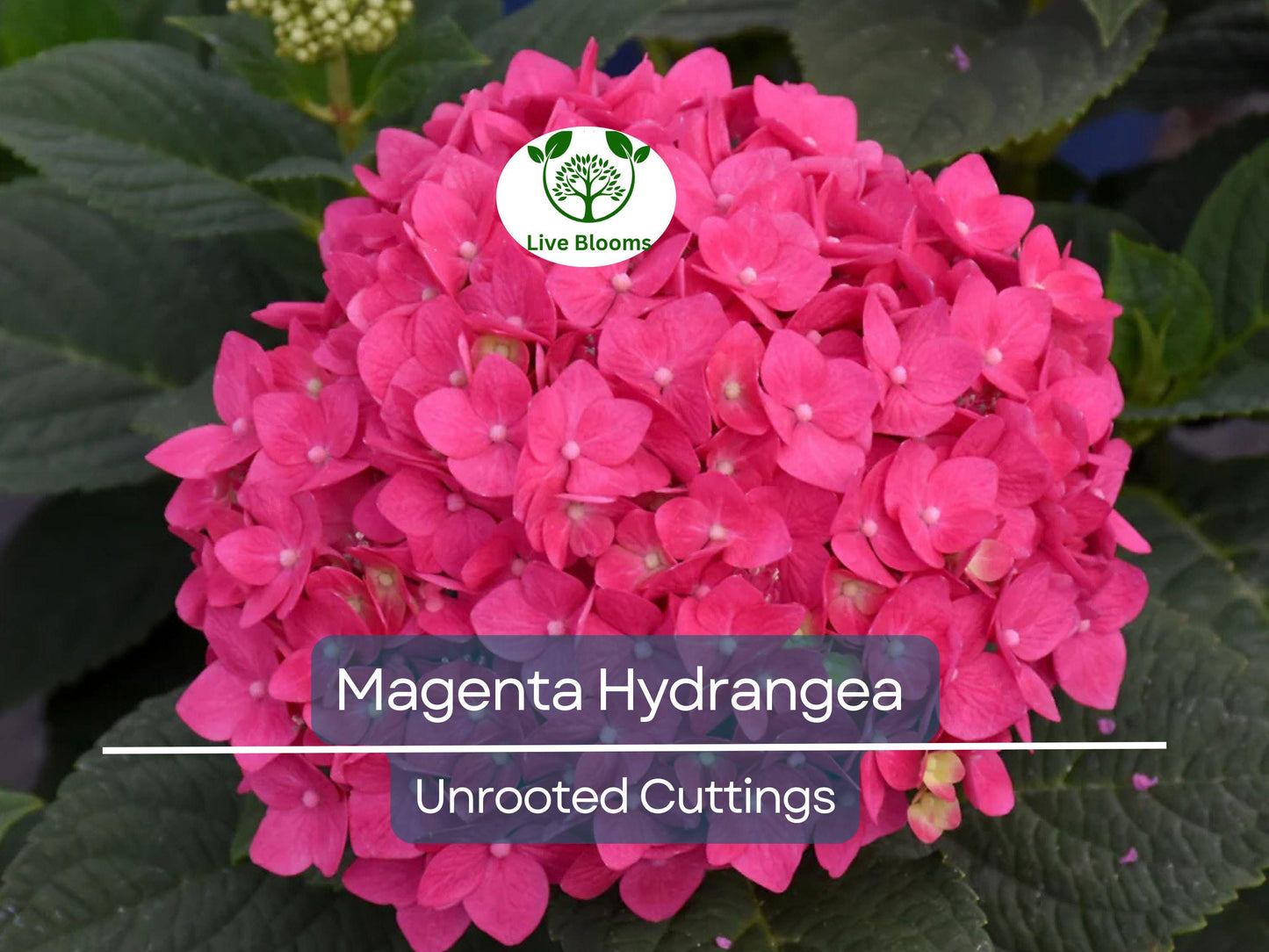 6 Live Heirloom Magenta Hydrangea Cuttings 6" Unrooted - Easy to Grow Hydrangea macrophylla